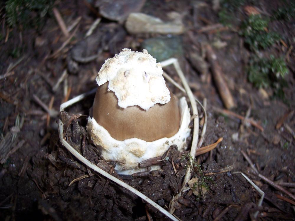 Escursione a Gressoney